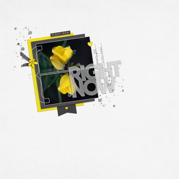 Gorse Flower