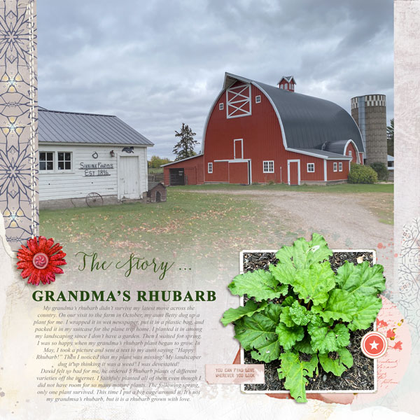 Grandma's Rhubarb