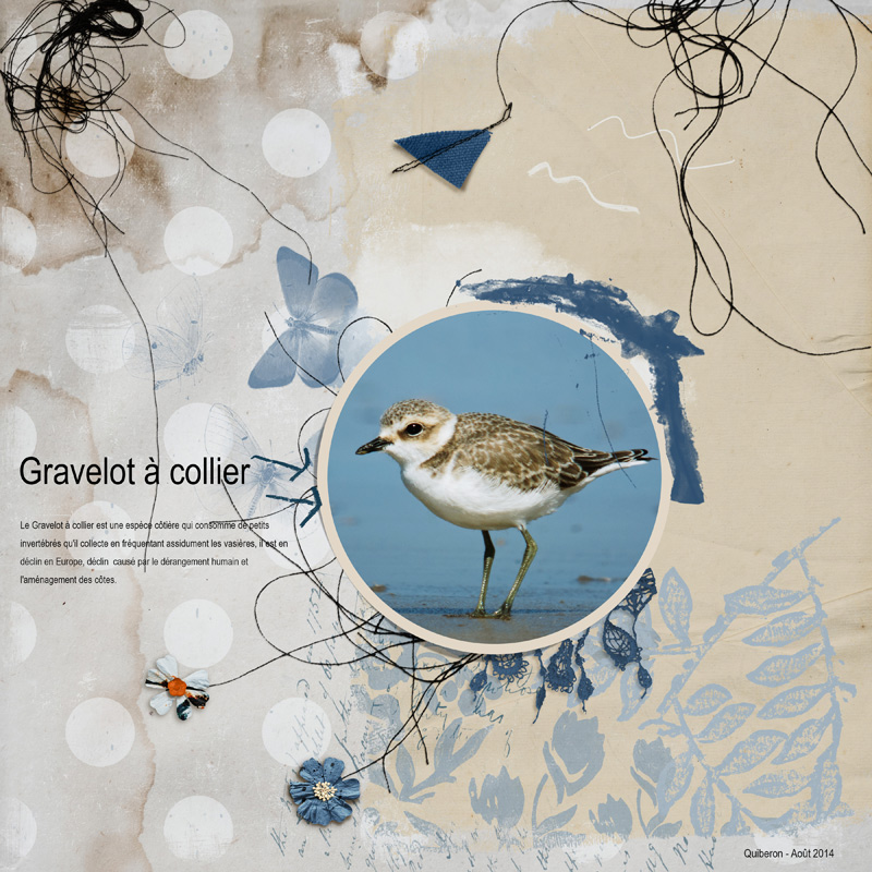 Gravelot