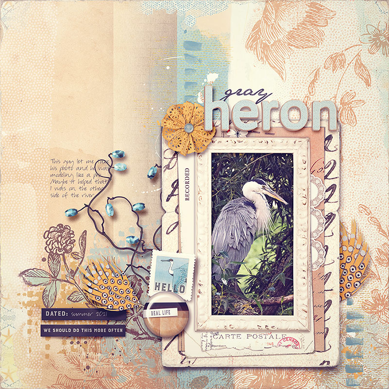 gray heron