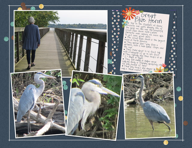 Great-Blue-Heron