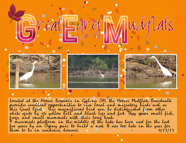 Great-Egret-at-the-Mudflats