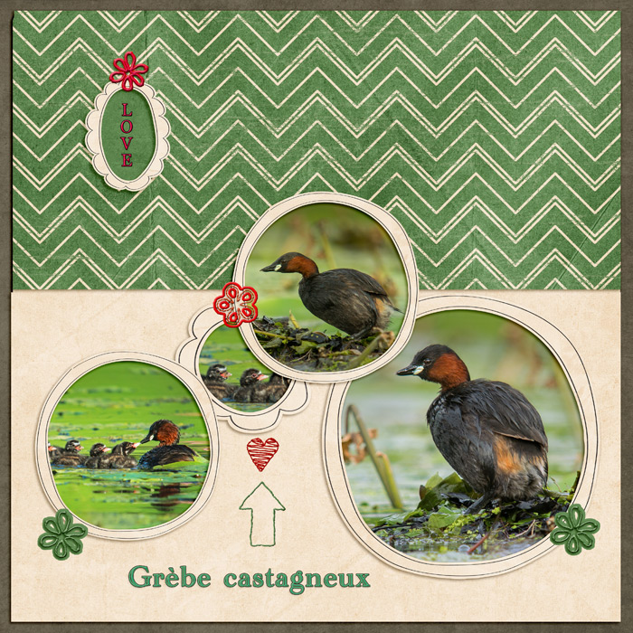 Grèbe castagneux