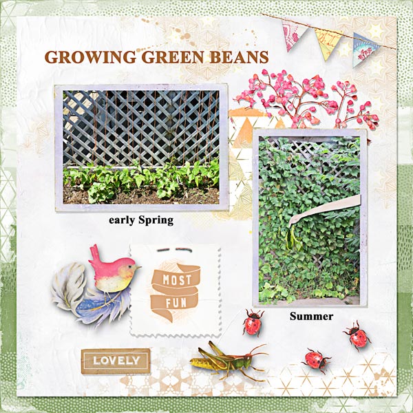 Green Beans