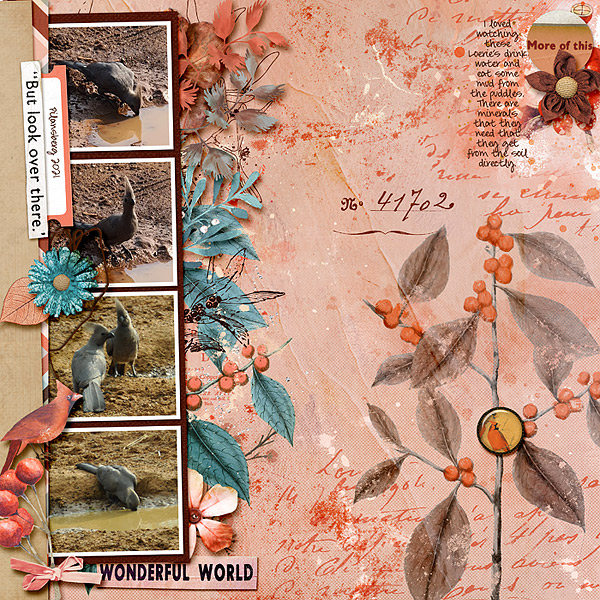 Grey common Loerie