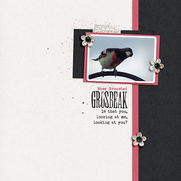 Grosbeak