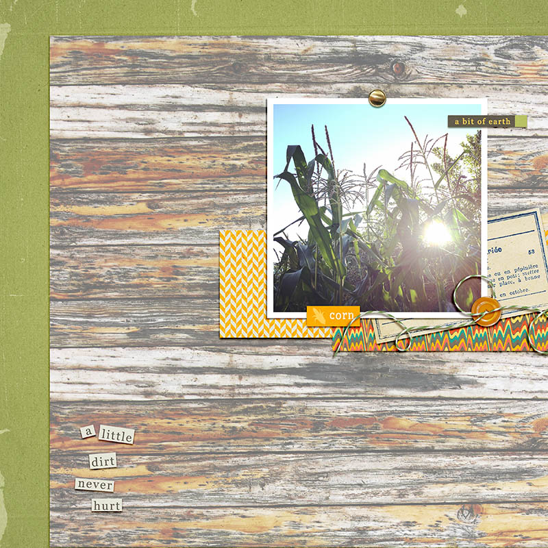 Grow corn grow!