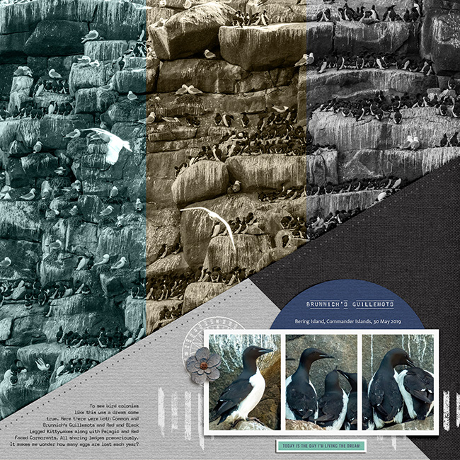 Guillemot Bird Colonies
