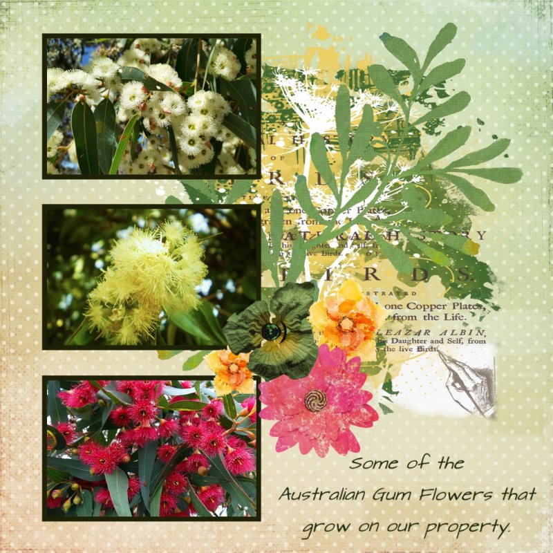 Gum Flowers on our property.