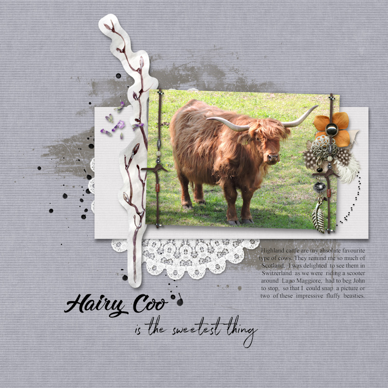 hairy cow