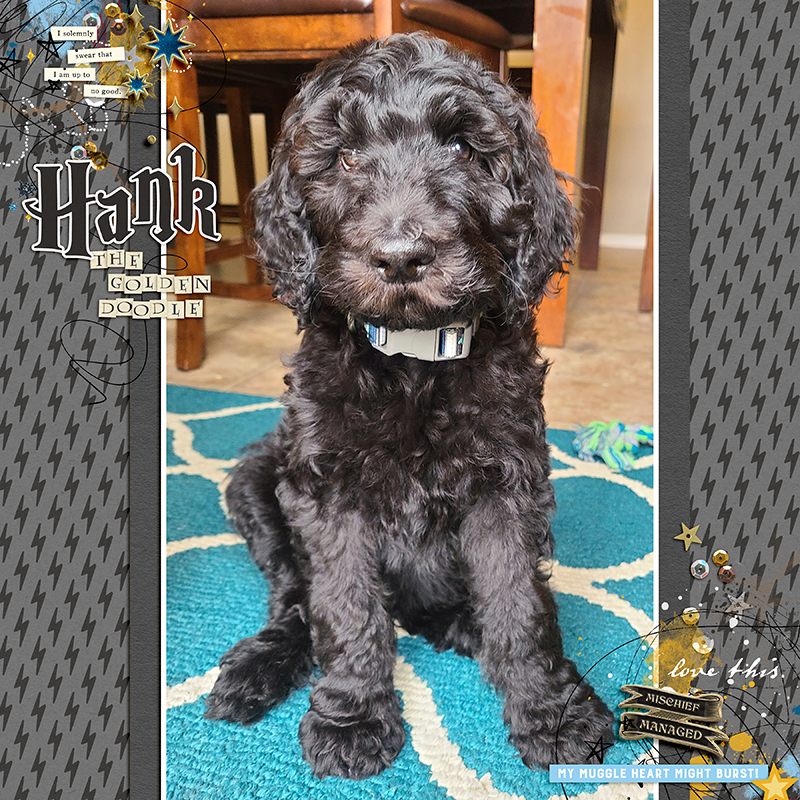 Hank the Goldendoodle
