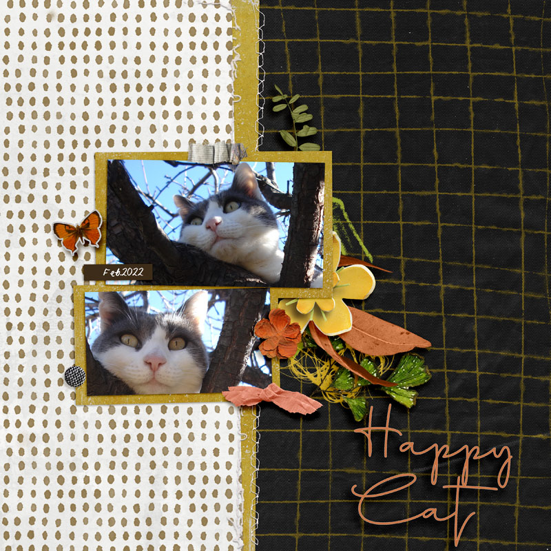 Happy Cat