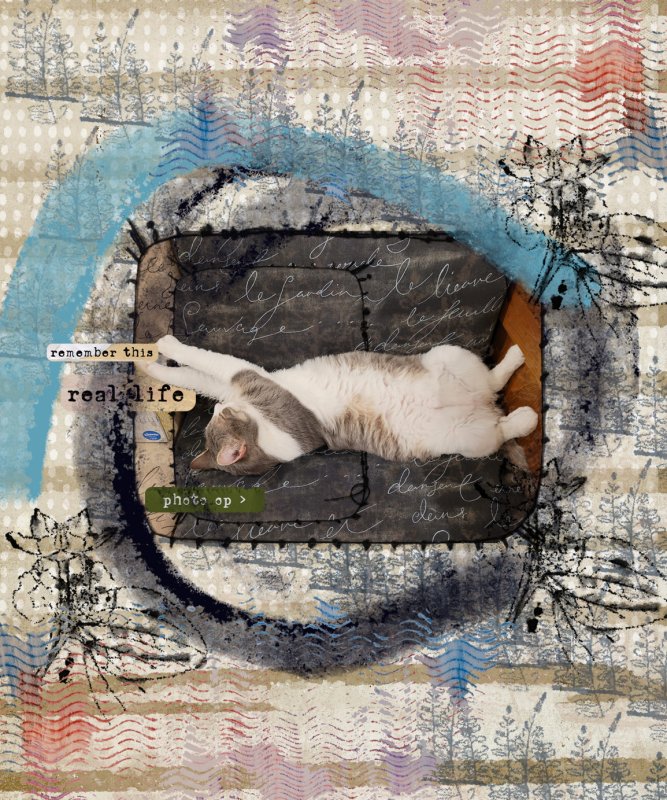 Harold Houdini The Greatest Escape Cat Of All