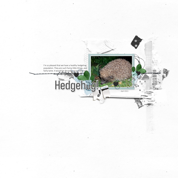 Hedgehog