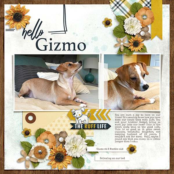 Hello Gizmo