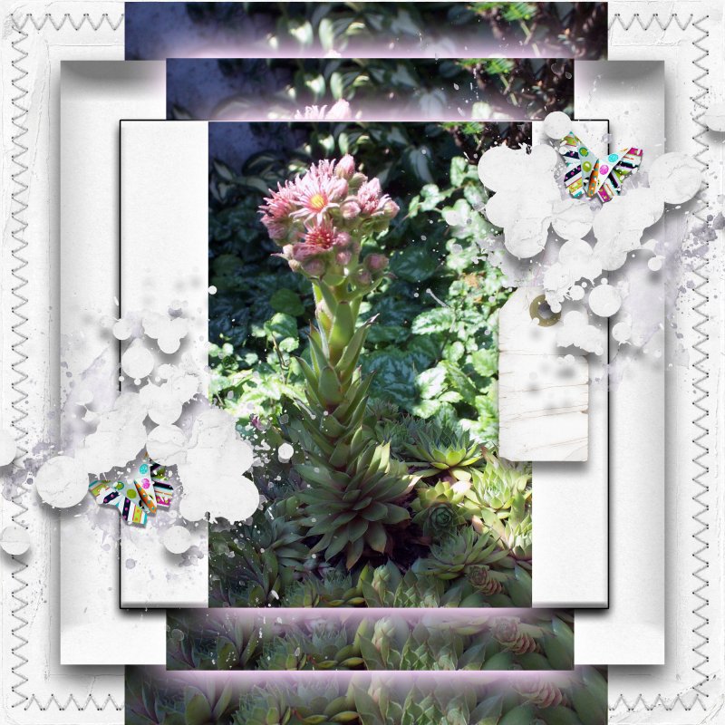 Hens And Chicks Flowers In August