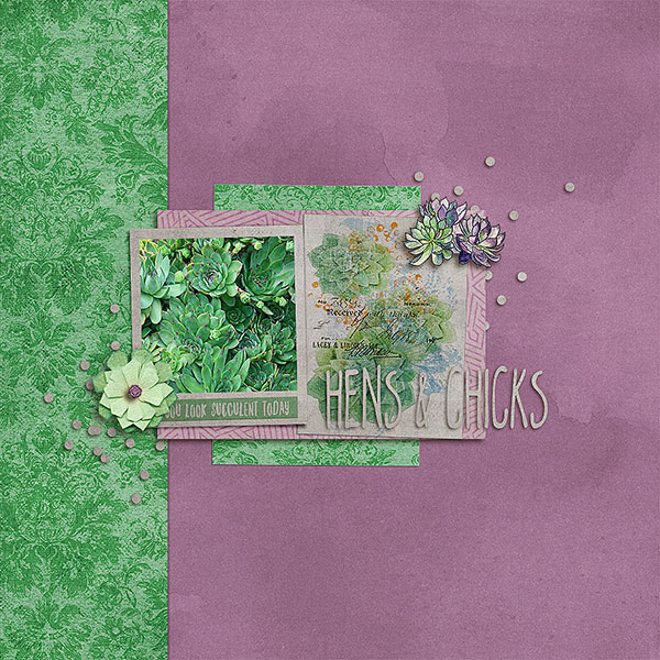 hens & chicks