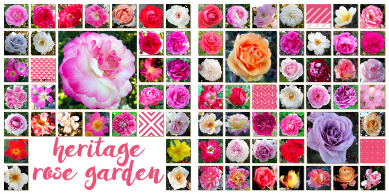 Heritage Rose Garden