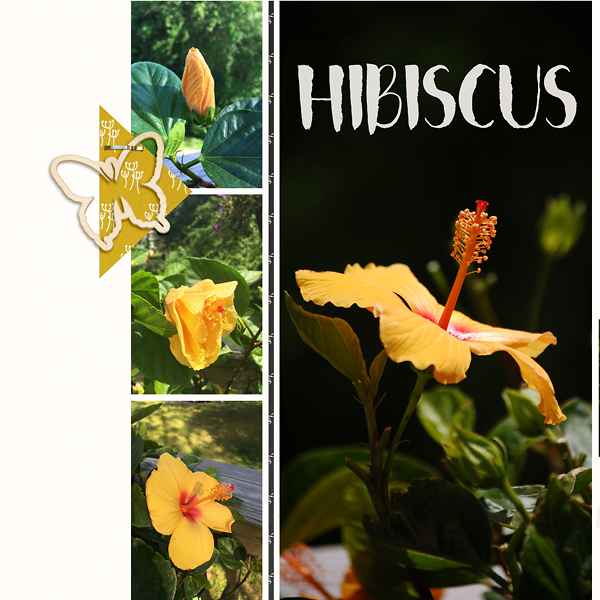 Hibiscus LS