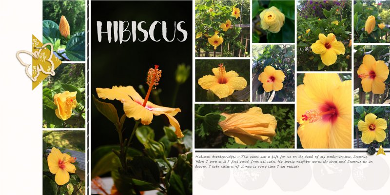 Hibiscus