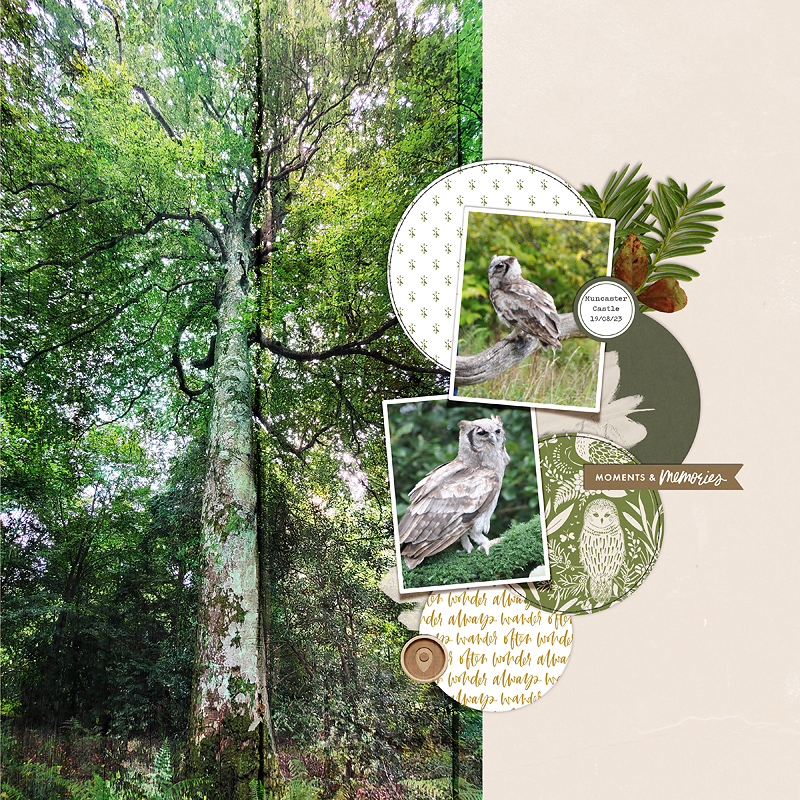 Hibou Muncaster Copie
