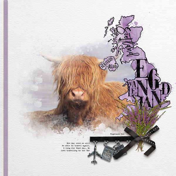 Highland Coo