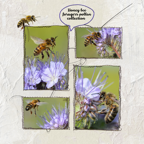 Honey Bee