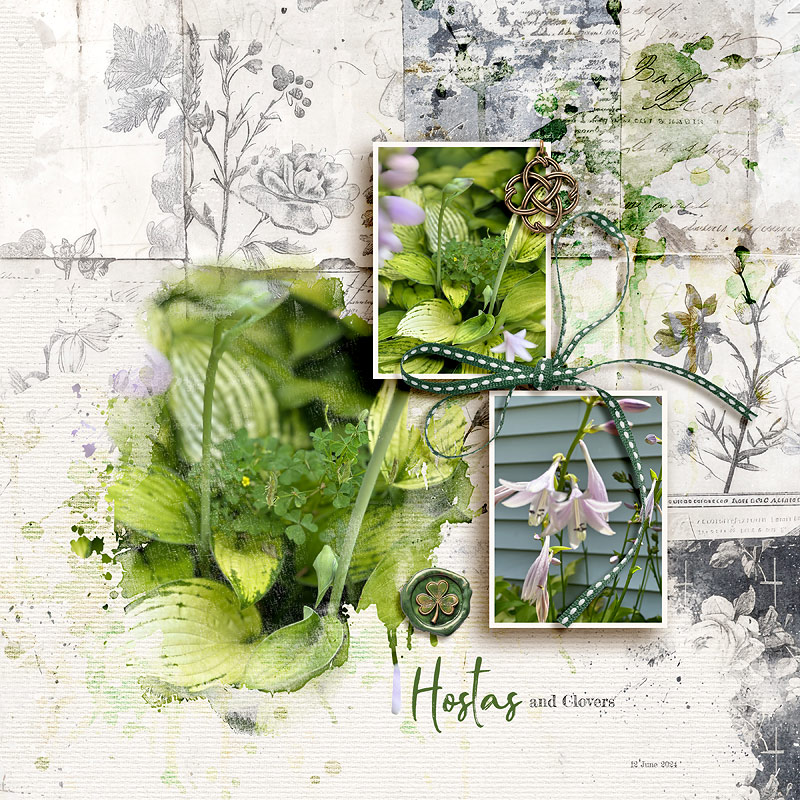 Hostas and Clovers
