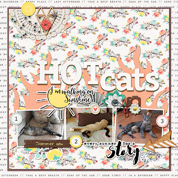 HOTcatssmall