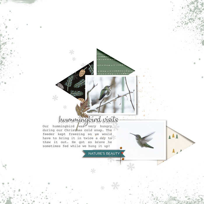 Hummingbird visits