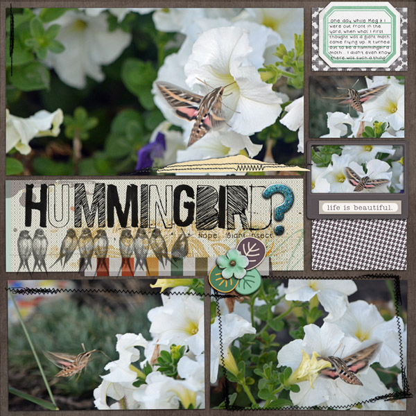 Hummingbird