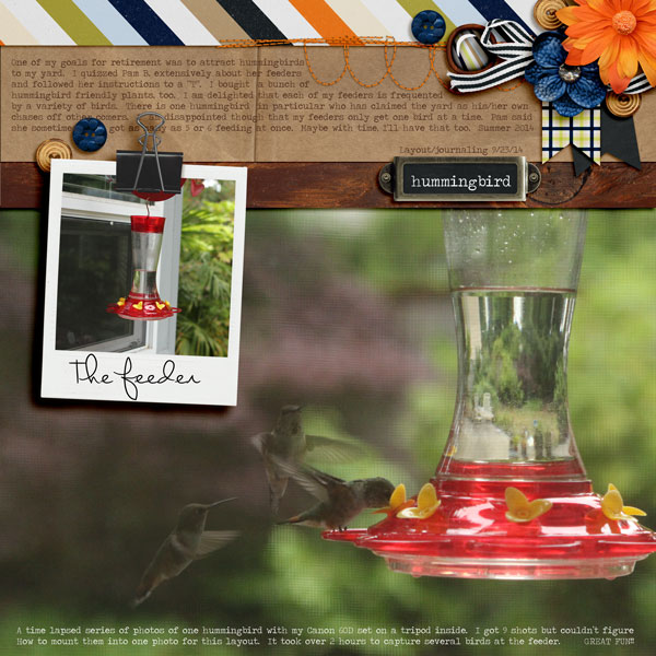 hummingbird