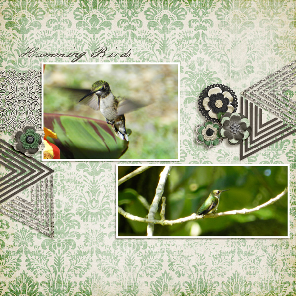 HummingBirds