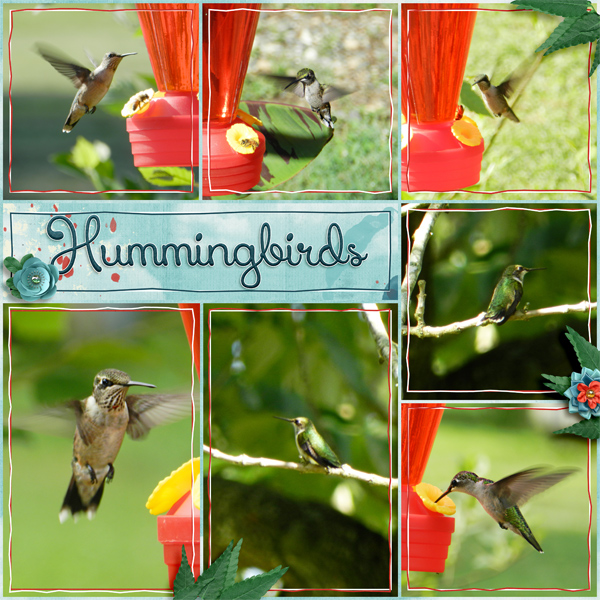 Hummingbirds