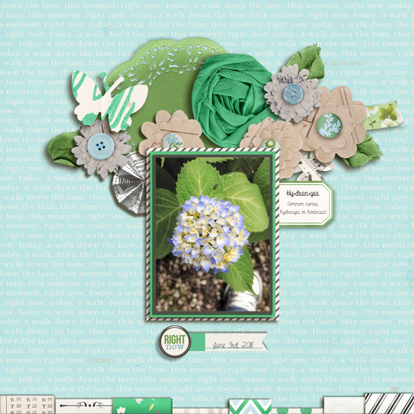 Hydrangea