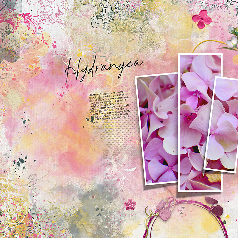 Hydrangea