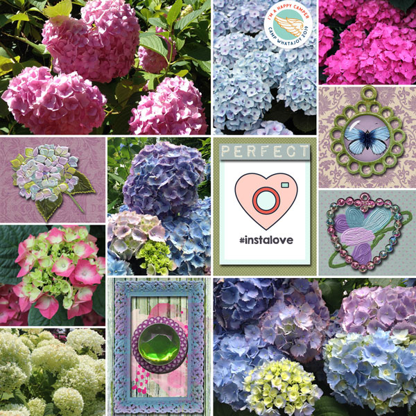 Hydrangeas
