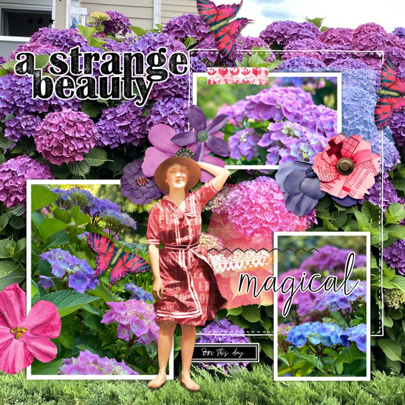 Hydrangeas