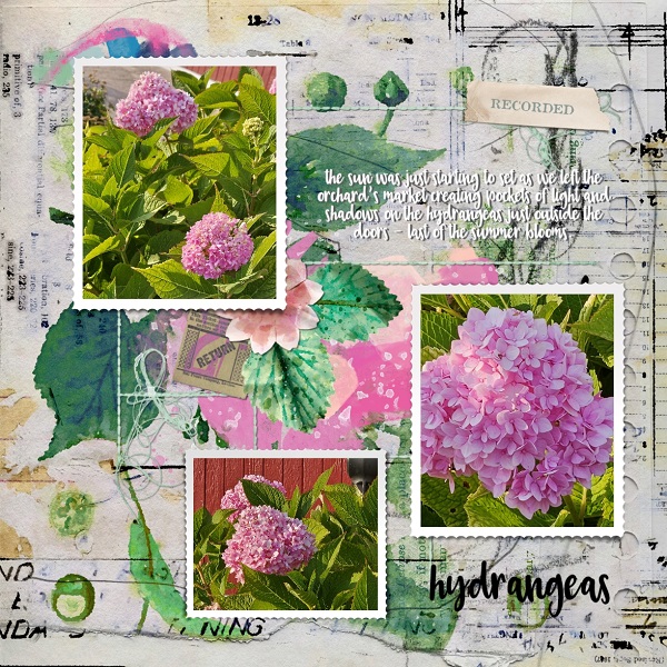 Hydrangeas