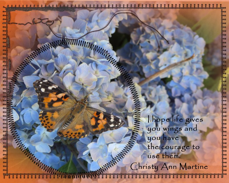 I Hope Life Gives You Wings  Painted Lady Release Day