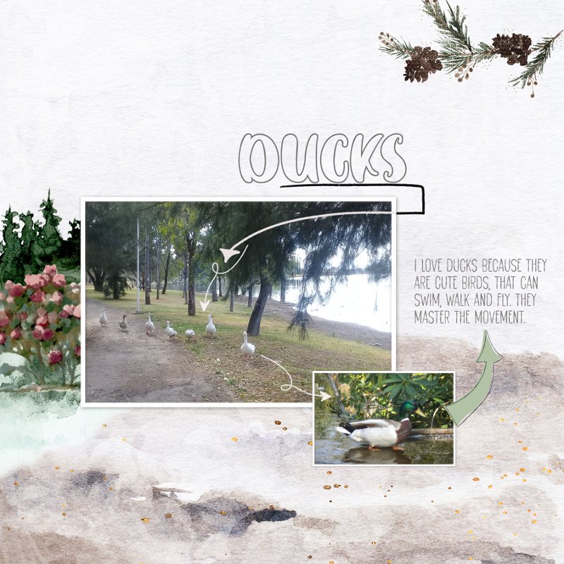 I love ducks.jpg