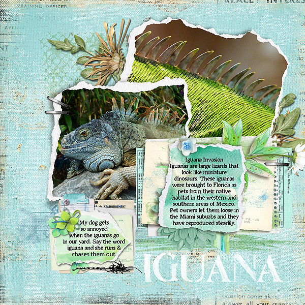 Iguana