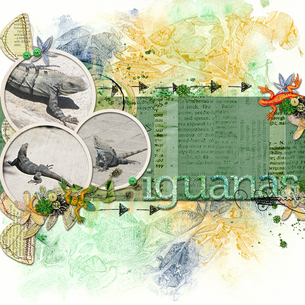 Iguanas