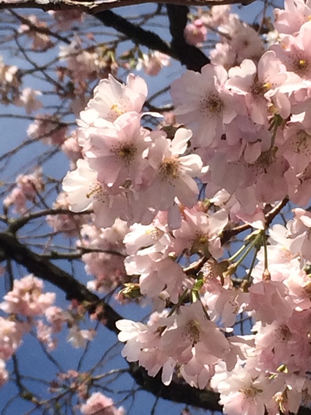 IMG_0215 450x600