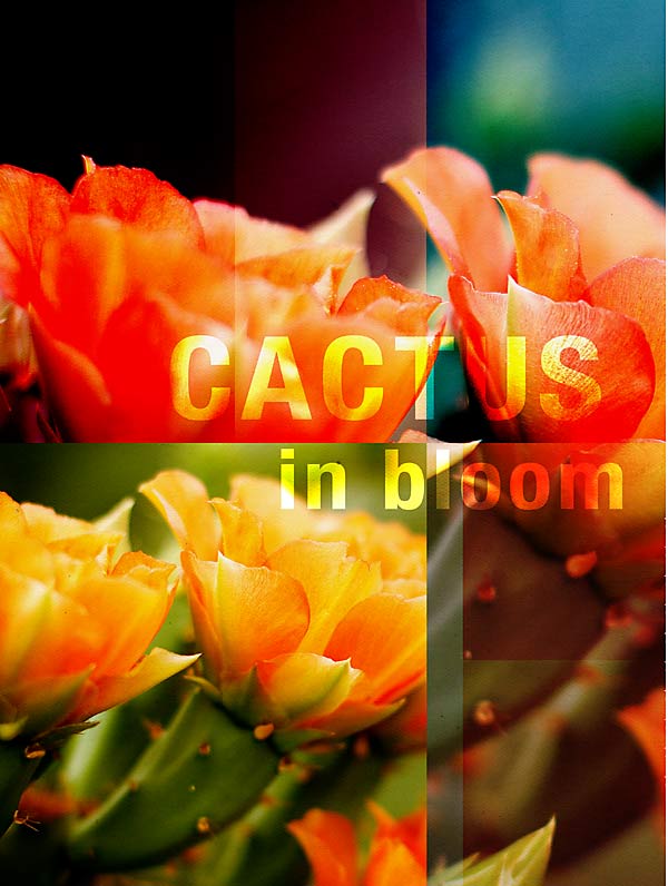 In-bloom-1-copy