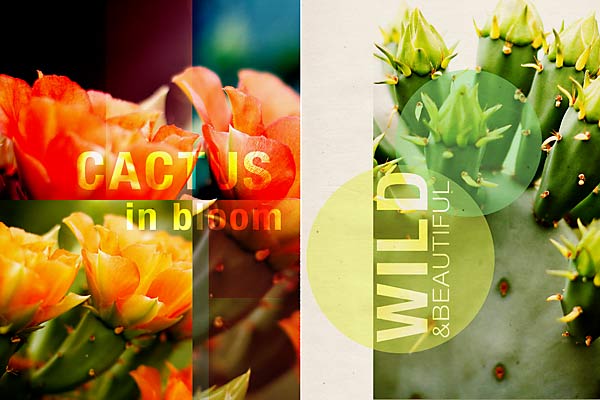In-bloom-copy