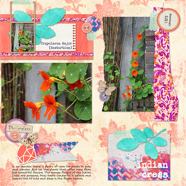 Indian Cress