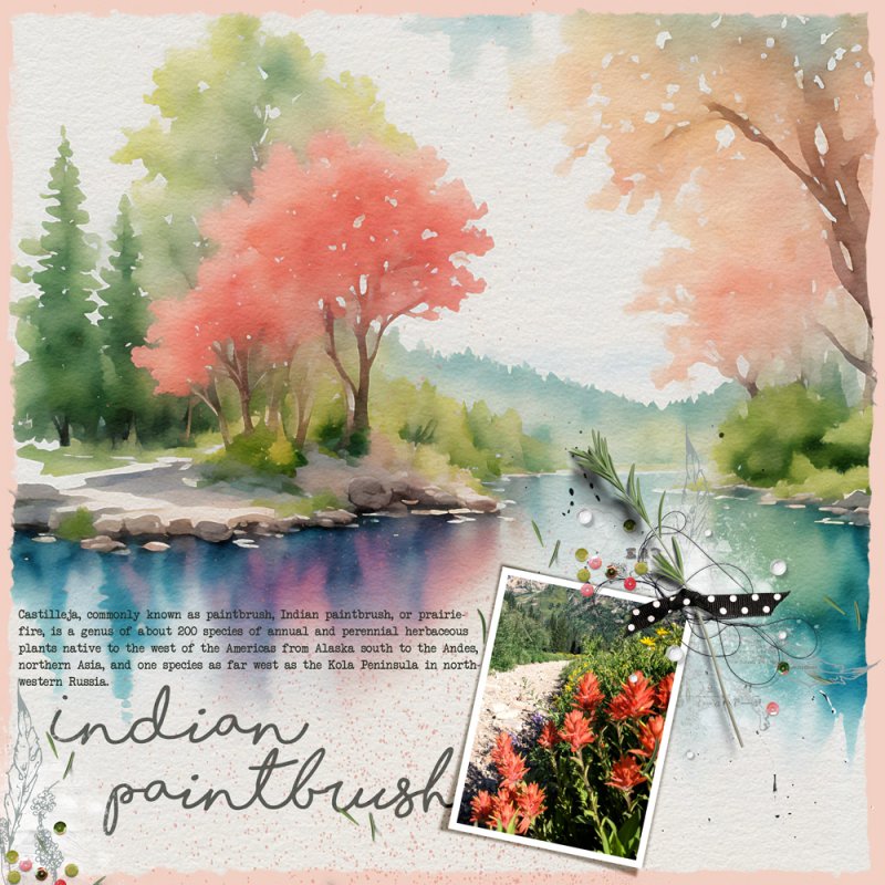 Indian-paintbrush