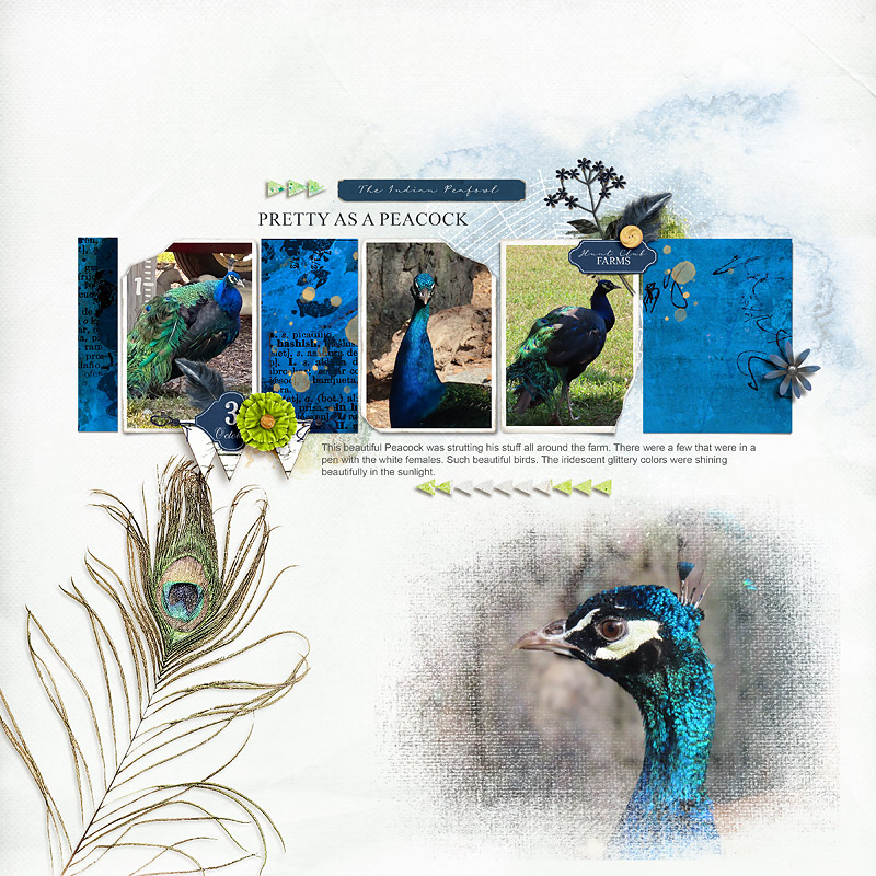 Indian Peafowl
