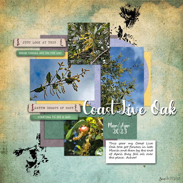 INSD_slowerthanslowscrap_coastliveoak